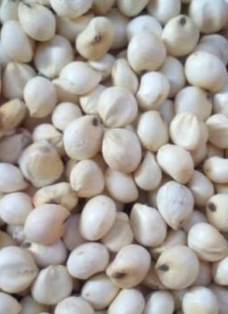 Sorghum